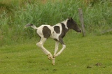 So schnell die Hufe tragen